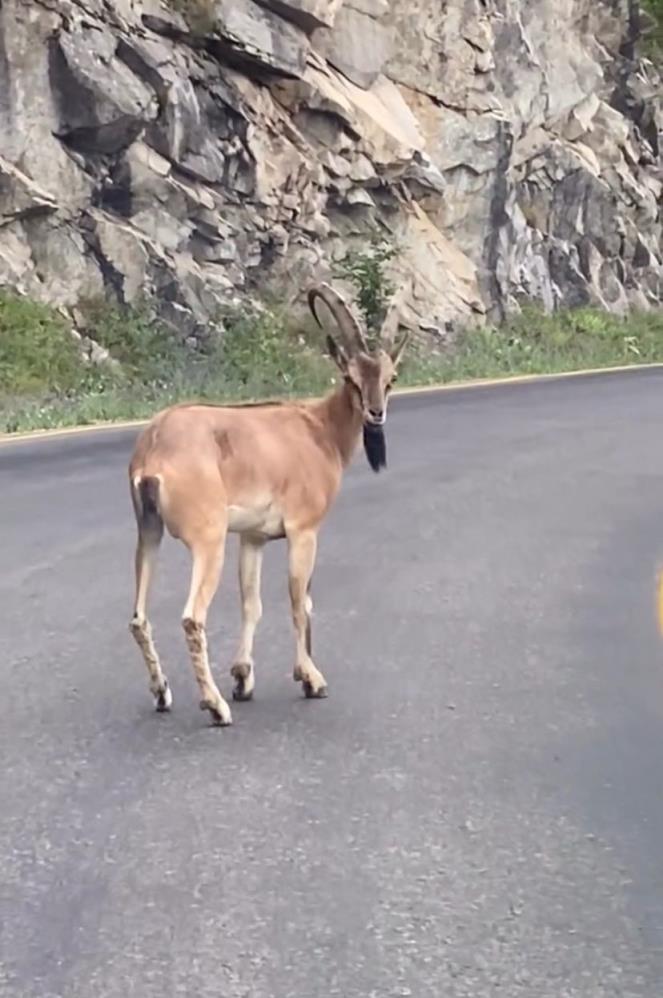 Yolda Dağ Keçisi Paniği! (1)-1