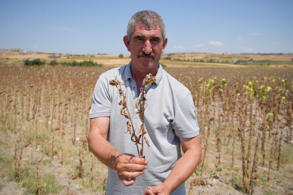 Ayçiçeği 1