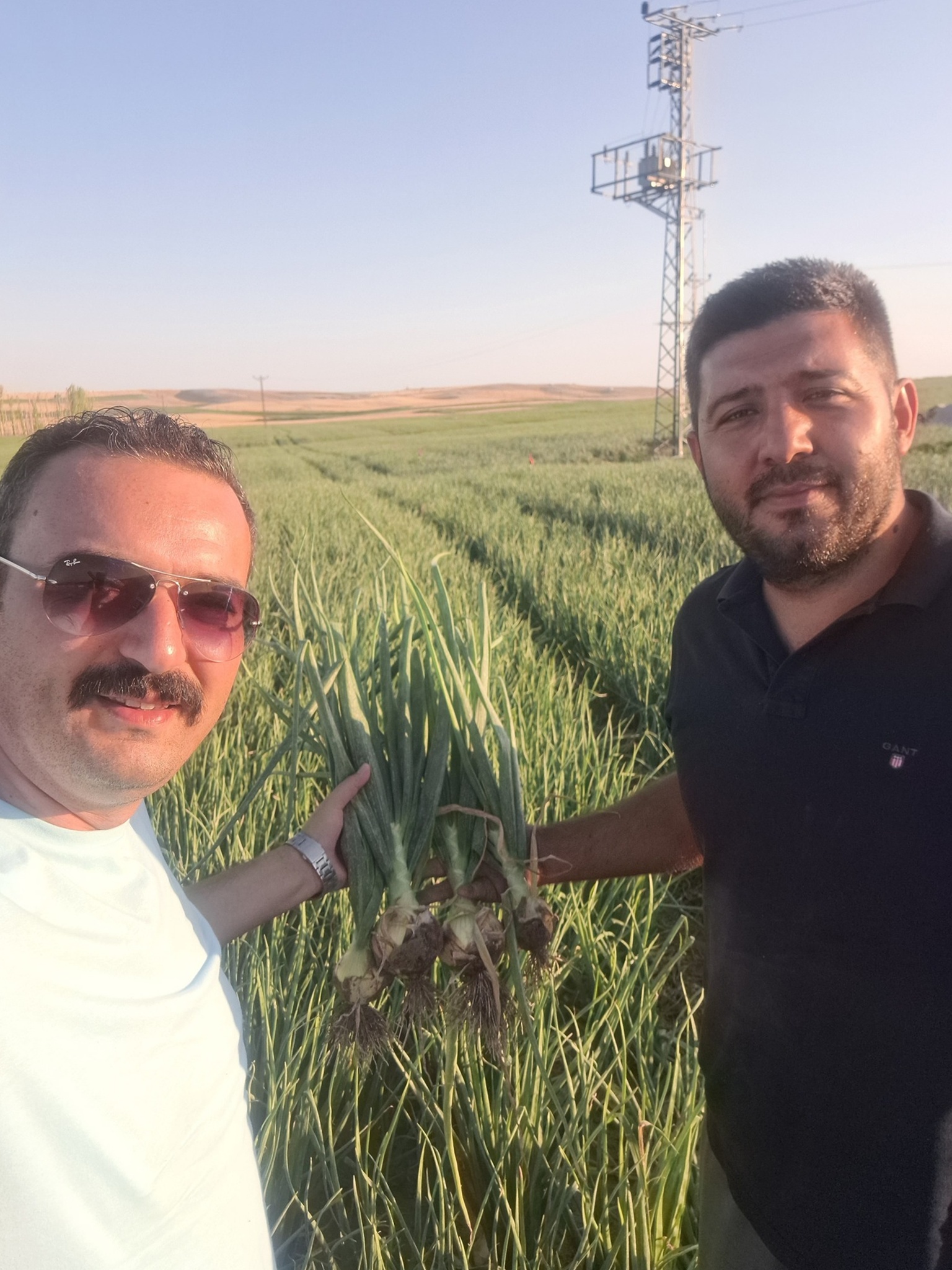 Tarla Hasat Polatlı