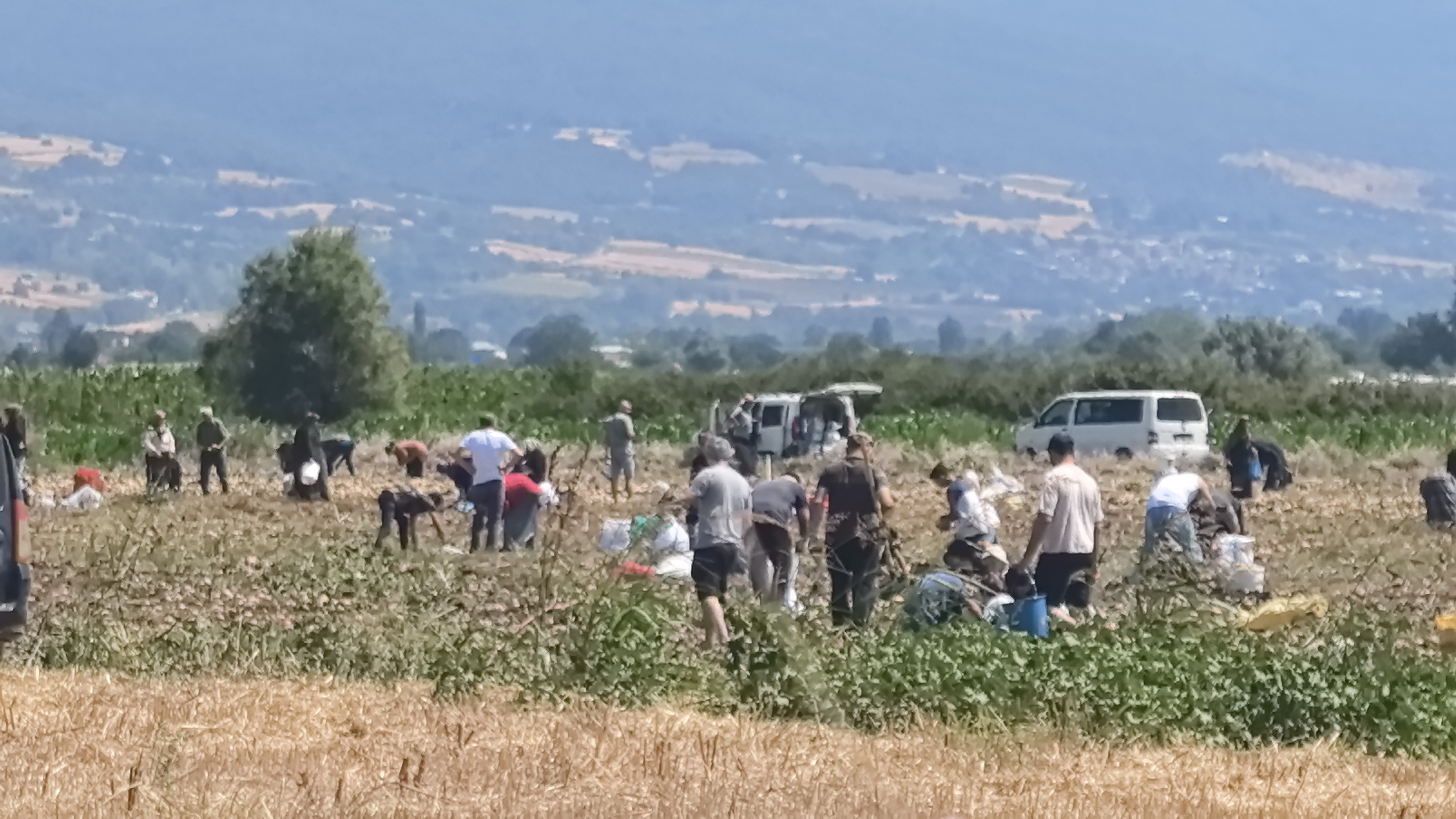 Ücretsiz Dağıttı