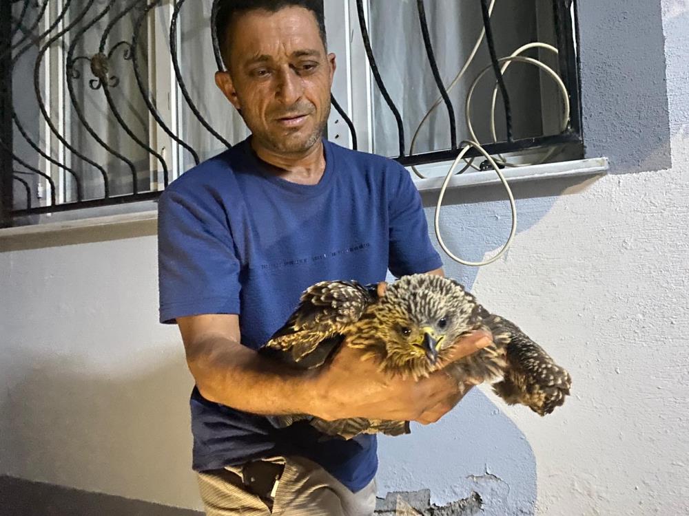 Bitkin Halde Bulduğu Şahine, Ciğer Dürüm Söyledi-1