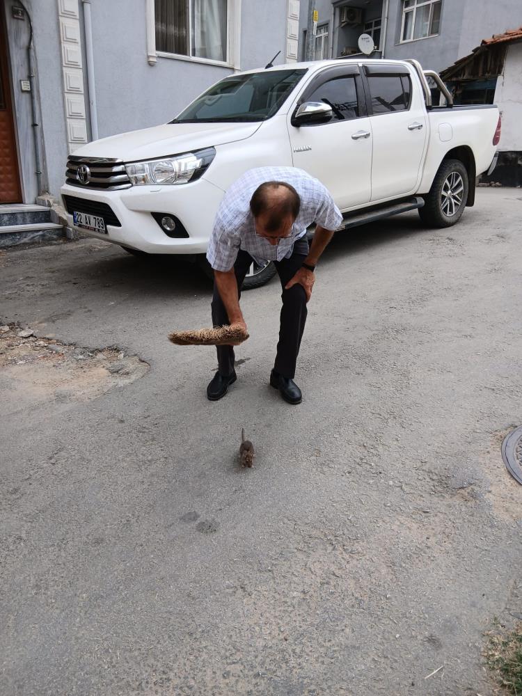 Çöp Evdeki Fareler Ve Sıçanlar Sokaklara Taştı! (2)