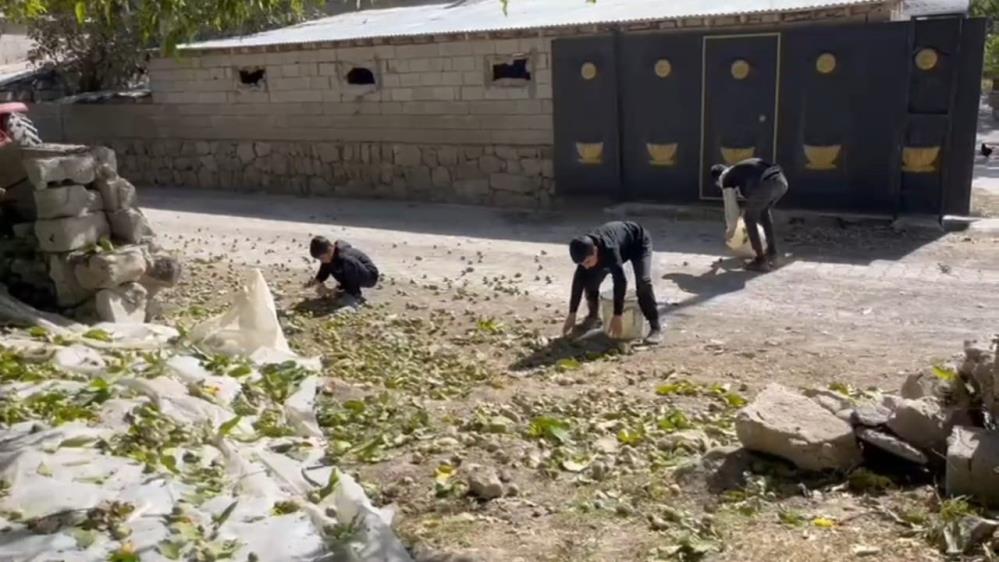 Dünya Çapında Ünlü Adilcevaz Cevizinde Hasat Başladı (2)