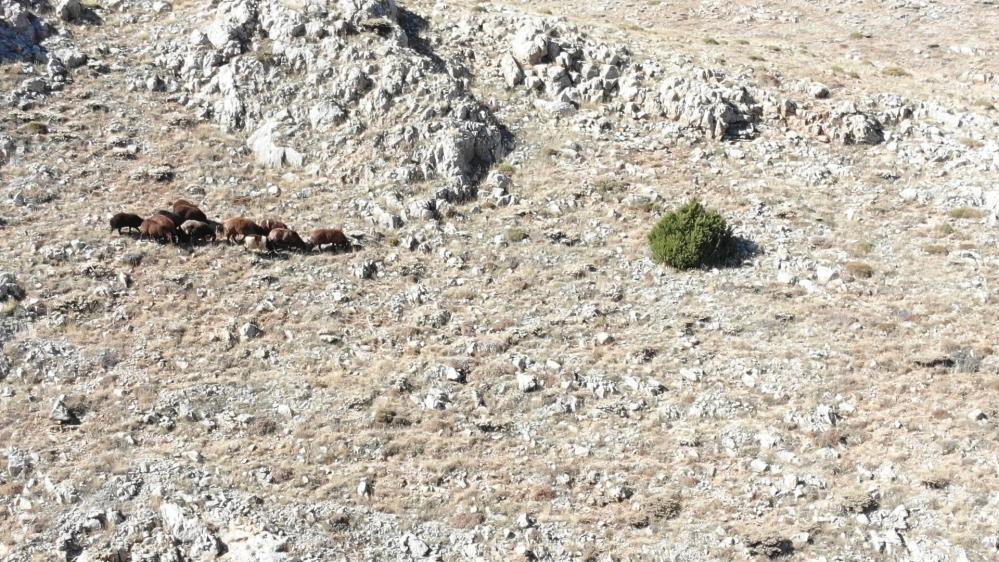 Kaybolan 13 Koyun, Jandarma Ekipleri Tarafından Bulundu! (1)