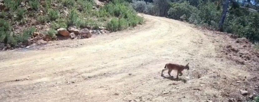 Nesli Tükenme Tehlikesi Altındaki Vaşak Görüntülendi (1)