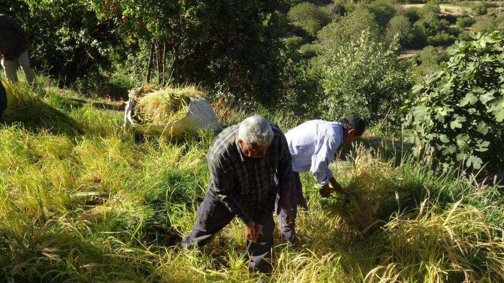 Orakla Pirinç Hasadı Geleneği Devam Ediyor-1