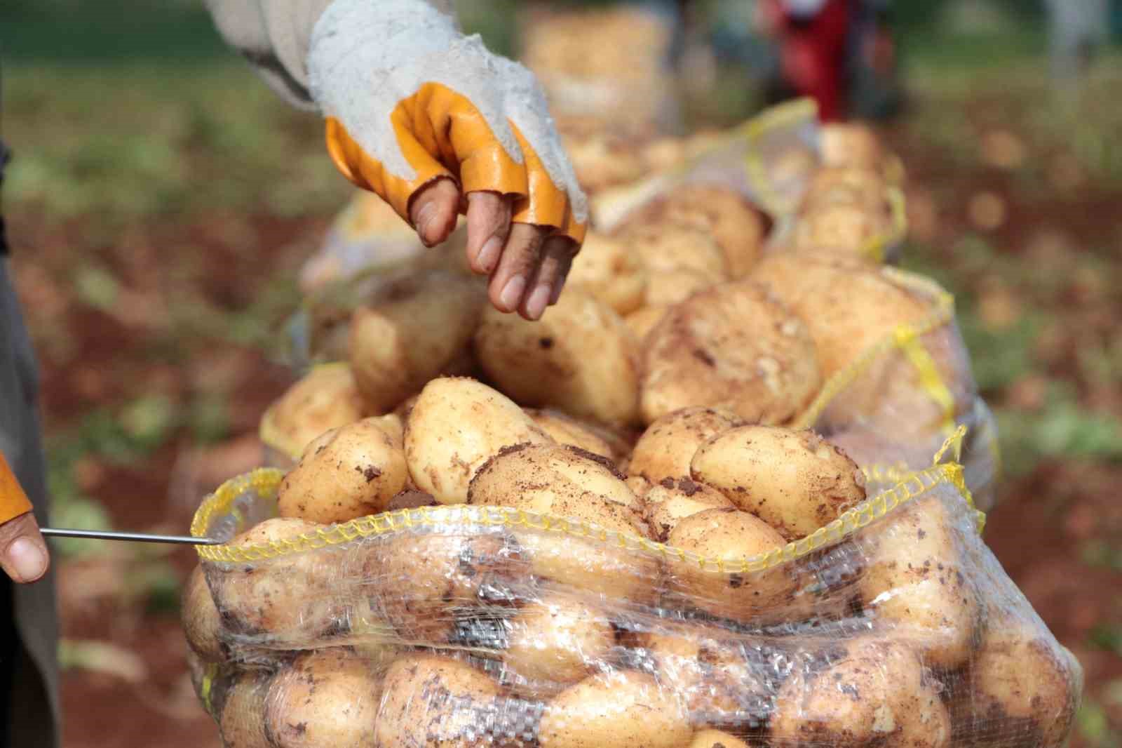 Patates 1