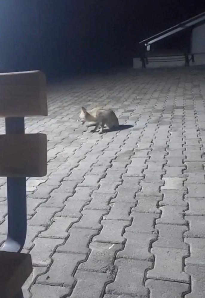Aç Kalan Tilki Korucuların Misafiri Oldu (2)