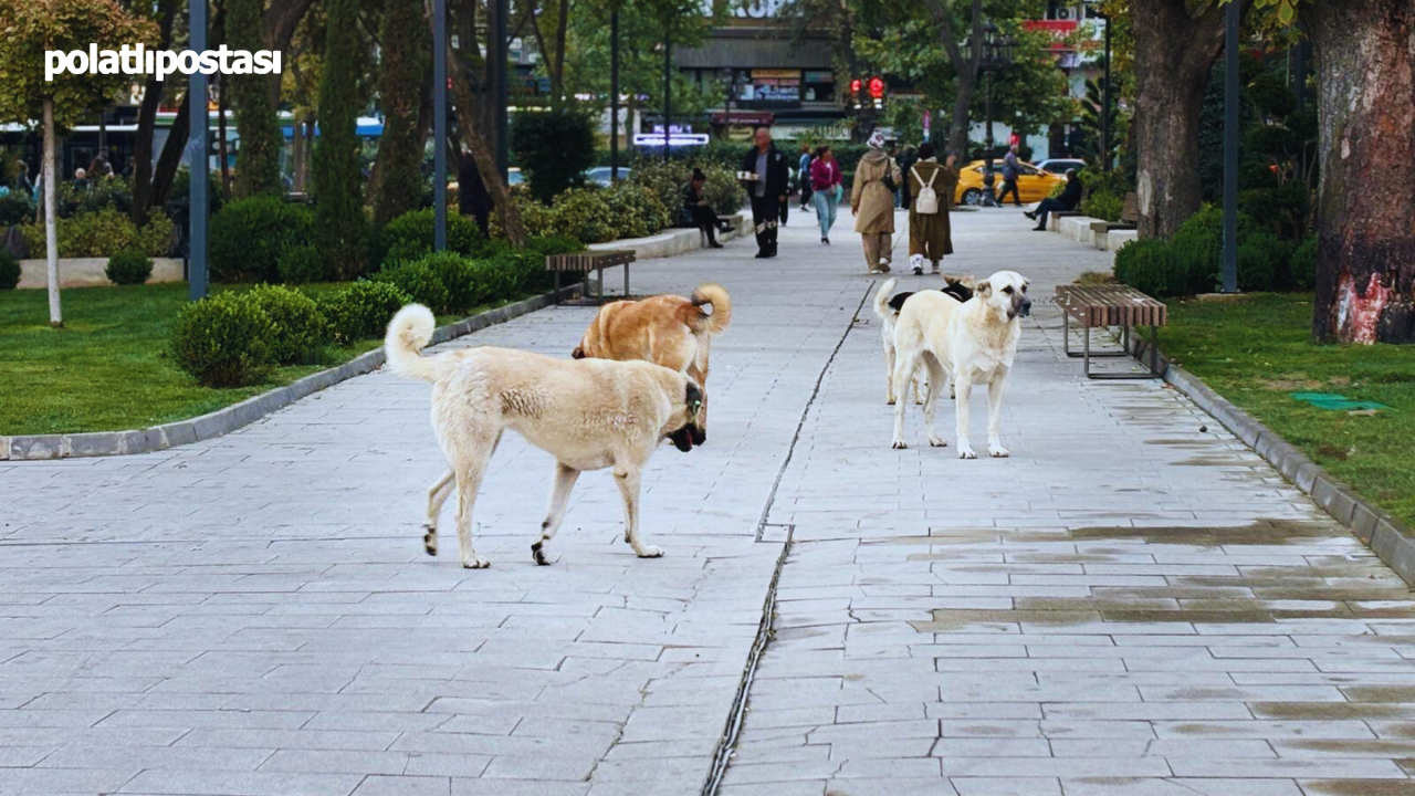 Ankara’da, Art Arda Sokak Köpeği Şikayetleri (2)