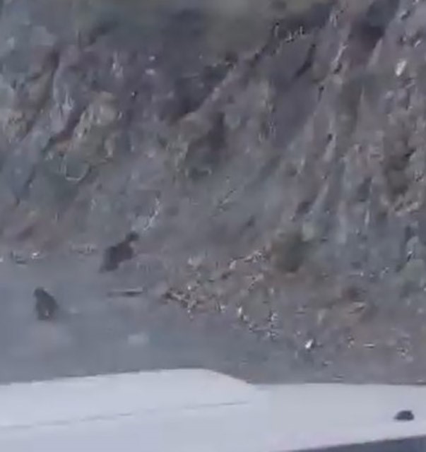 Ayı Ve Yavrusunun Kaçış Anı Kamerada (2)