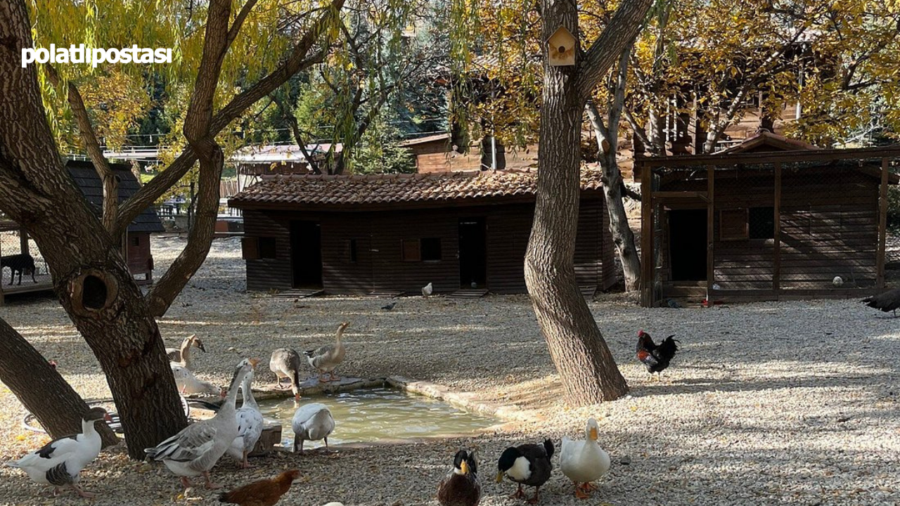 Doğa Ve Nostalji Bir Arada Altınköy’de Sonbahar Zamanı (2)