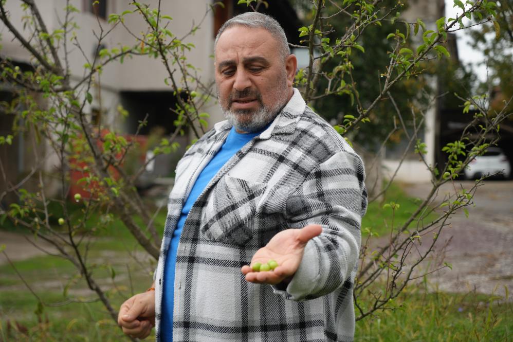 Erik Ağaçları Ekim Ayında Meyve Verdi (2)