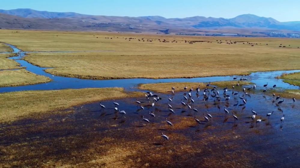 Göç Eden Turnalar Erzurum'da Mola Verdi (2)