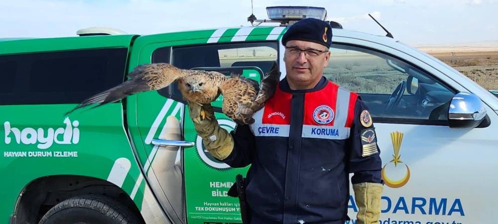 Halsiz Halde Bulunan Kızıl Şahin Için Seferber Oldular (1)