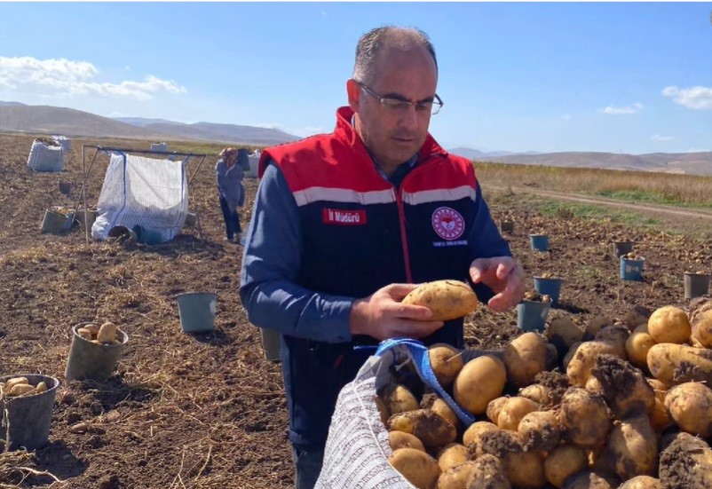 Hasat Başladı Patates Üreticisinin Yüzü Güldü-1