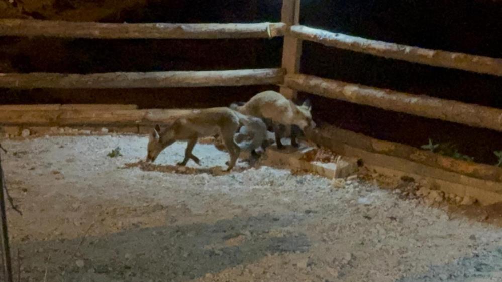 Kapısına Gelen Tilkileri Elleriyle Besliyor (2)