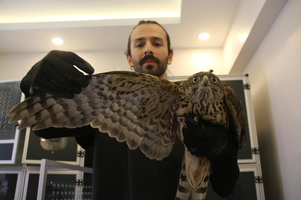 Veterinerden, Yaralı Yabani Hayvan Uyarısı!-1